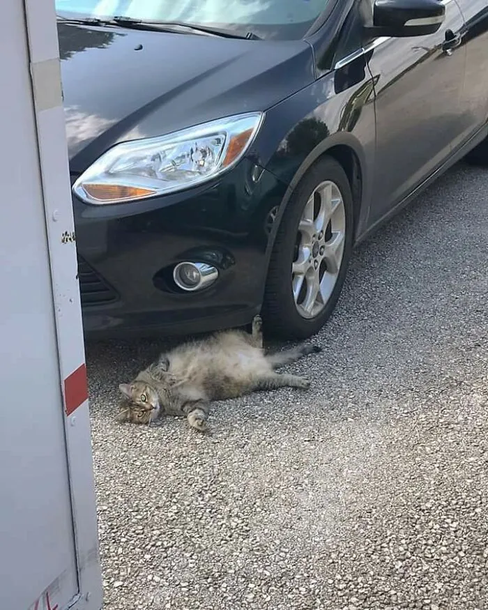 Gato intentando cobrar el seguro