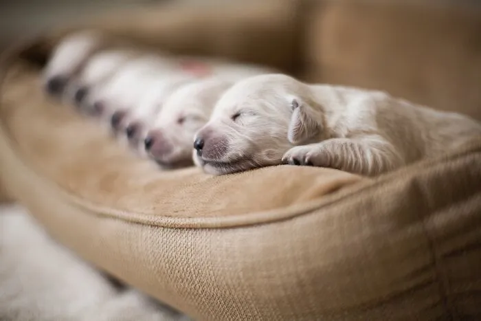 Un fallo en la Matrix de perritos 