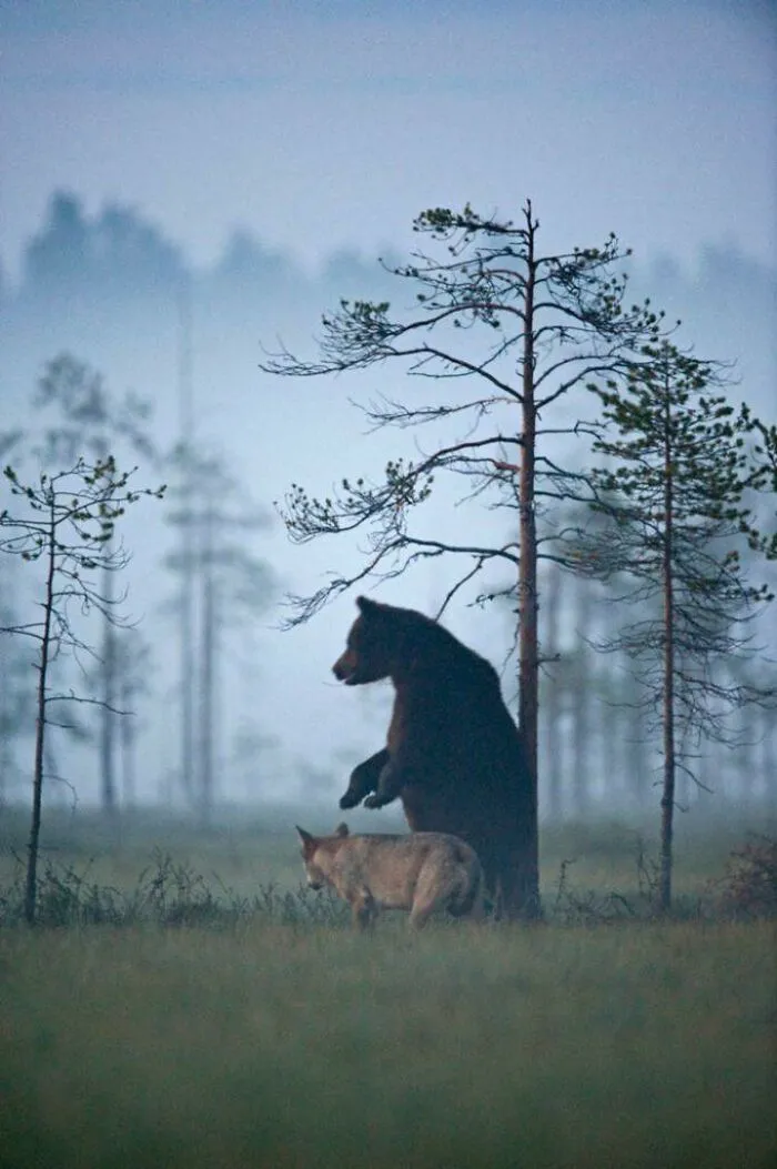A Male Brown Bear And A Female Grey Wolf Were Documented In 2013 Hunting Together, Walking Together And Sharing Carcass Meals With Each Other During The Evenings