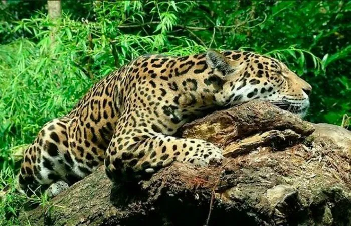 In South America, Jaguars Seek Out The Roots Of Caapi Plant And Gnaw On Them Until They Start To Hallucinate. Jaguars Love To Get High, And It Is Widespread And Observable In The South American Forests