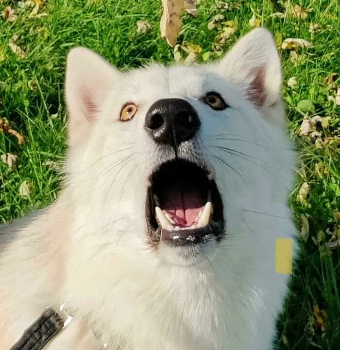 Esta puede ser la mejor foto de Tibbi jamás tomada