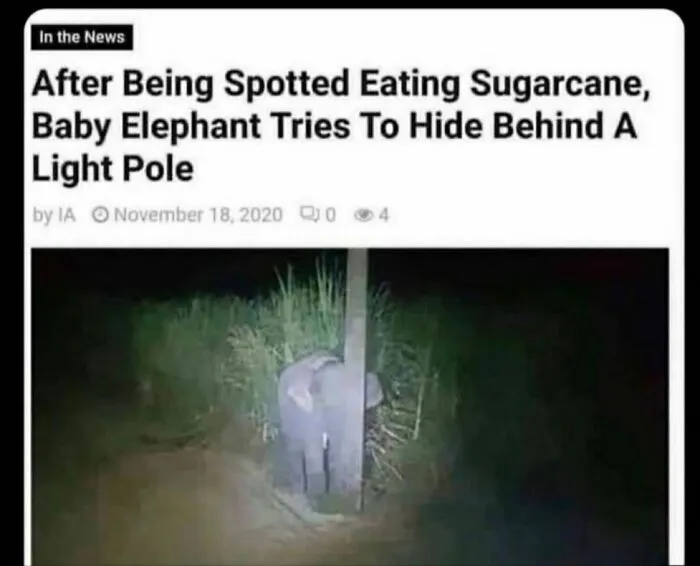 Lil Boi Lookin Guilty Af
