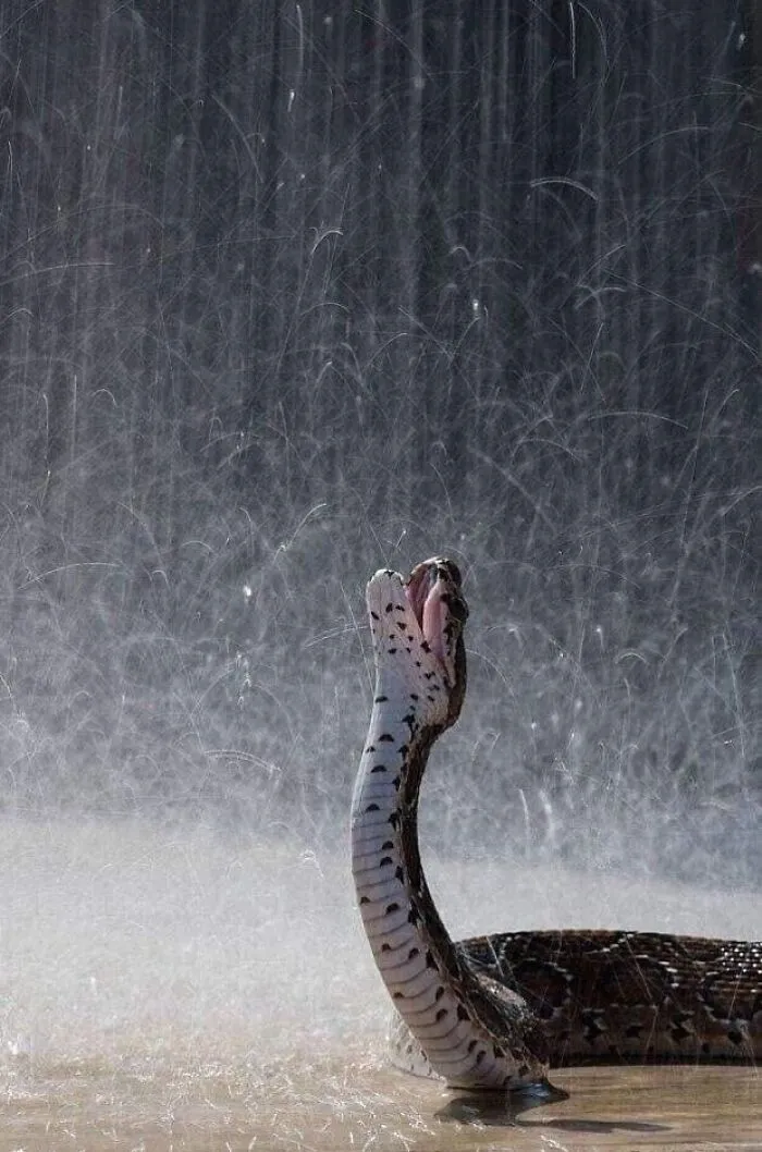 ¡Llueve!
