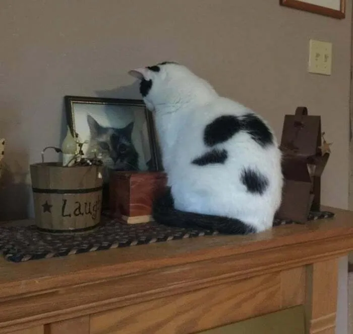 A Cat Misses His Sister. He Sits Like This Every Day For Half An Hour. Animals Are Similar To Humans