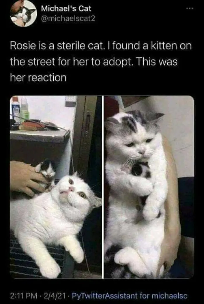 Be Like Rosie