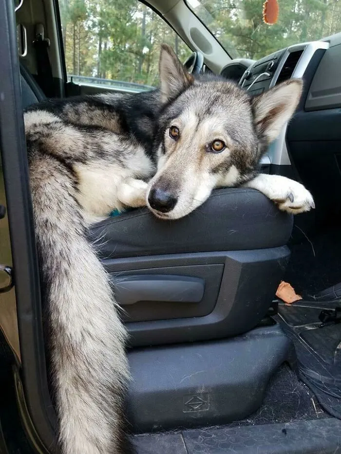 This Is The Photo That Made Me Say “I’m Gonna Drive 800 Miles To Rescue That Special Needs Pupper”