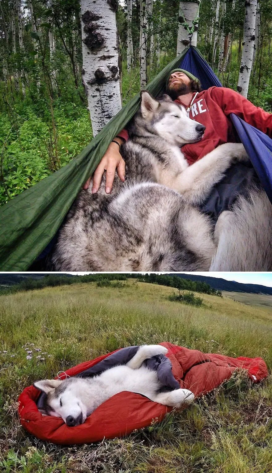 Loki The Wolfdog - Breakin' Hearts Since 2012