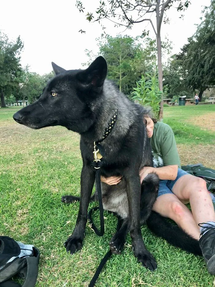 My Wolfdog Boy, Faelen, Giving Cuddles To My Mom
