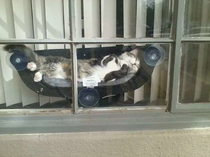 Mi amigo tiene una hamaca para su gato