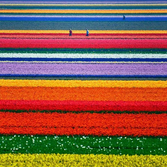 Los campos de tulipanes en las afueras de Holanda del Norte