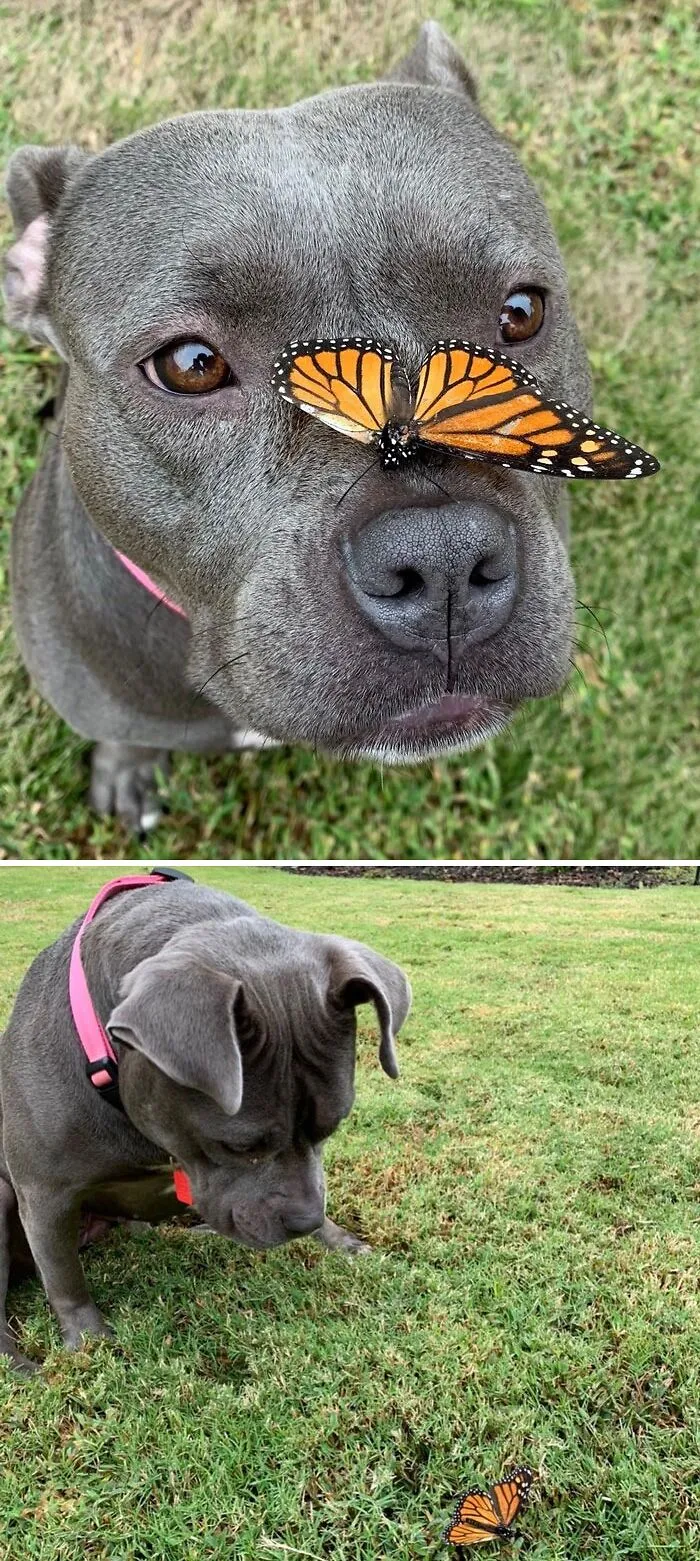 My Pitbull Blu With A Wounded Butterfly She Found The Other Day