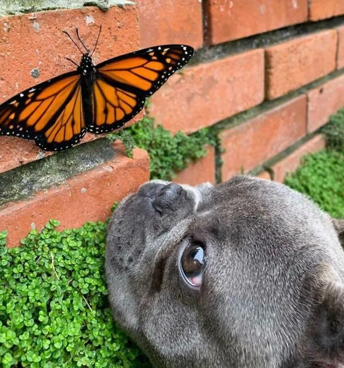 Get You Someone Who Looks At You The Same Way Mochi Looks At Butterflies