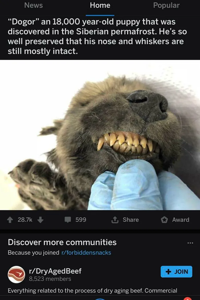 Dry Aged Doggo