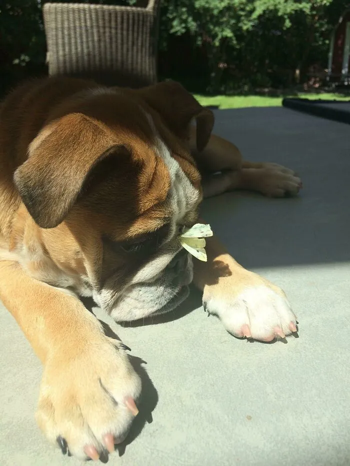 Bulldog Meets Butterfly
