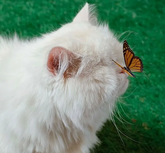 A Butterfly Landed On Her Face