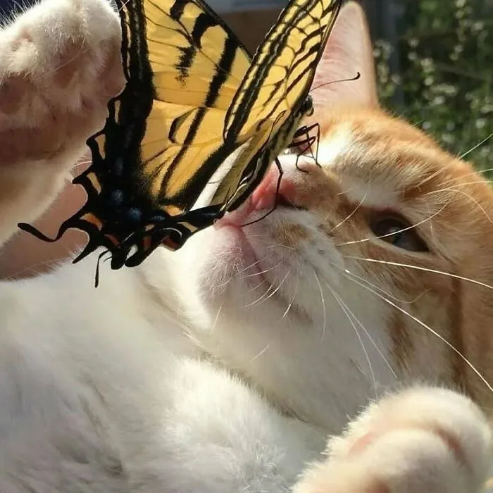 Cat with a butterfly on her nose