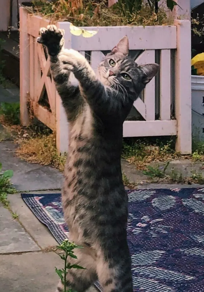 Today Casper Tried To Catch A Butterfly. I Think He Looks Like A Bit Of A Butterfly Sorcerer Here