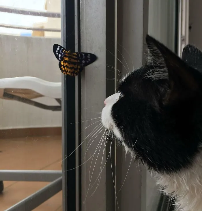 Cat looking at a butterfly