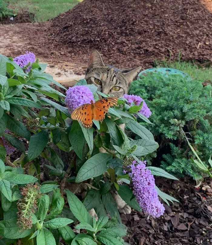 Cat looking at butterfly