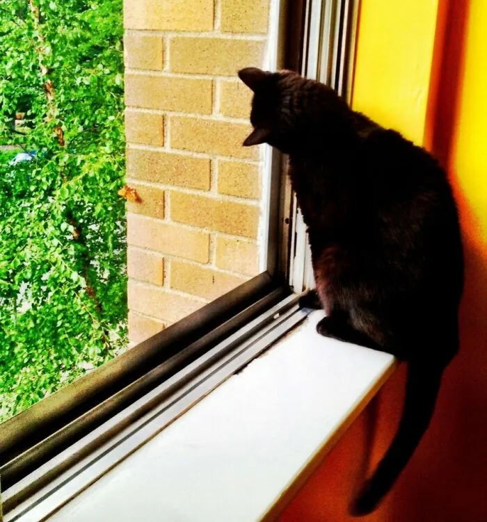 Cat looking at a butterfly  through the window