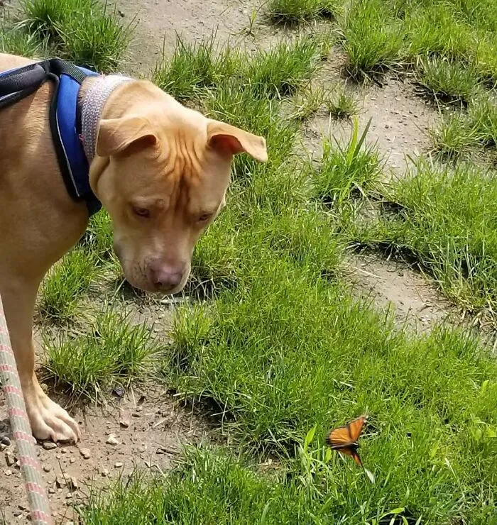 Dog looking at a butterfly