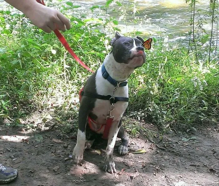 Dog trying to catch a butterfly