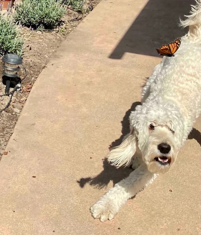 Dog catching a butterfly