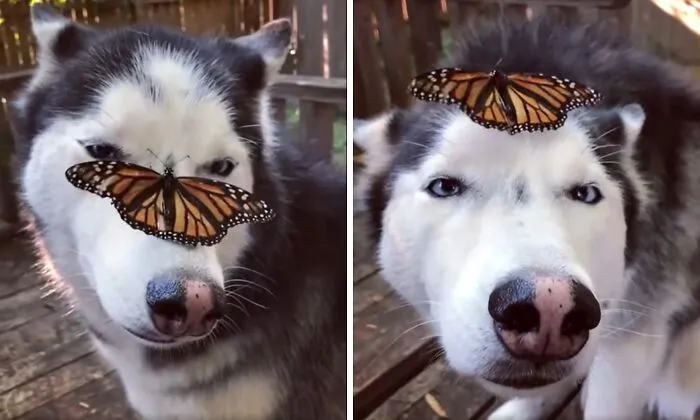 A Butterfly Landed On Cymber And She Didn't Know What To Do. I Love Her!