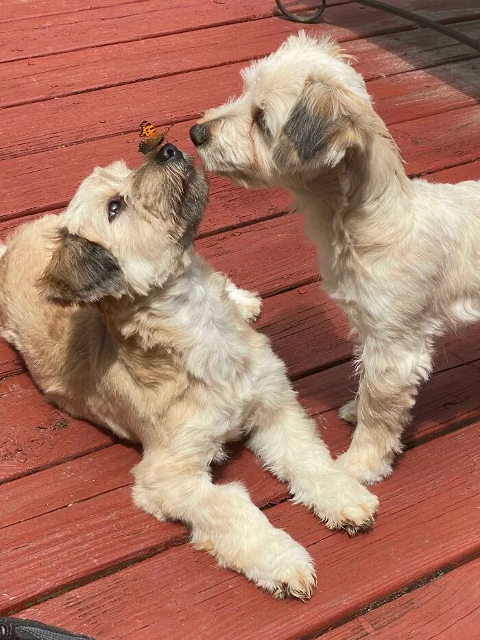 My Yorkies Like Butterflies