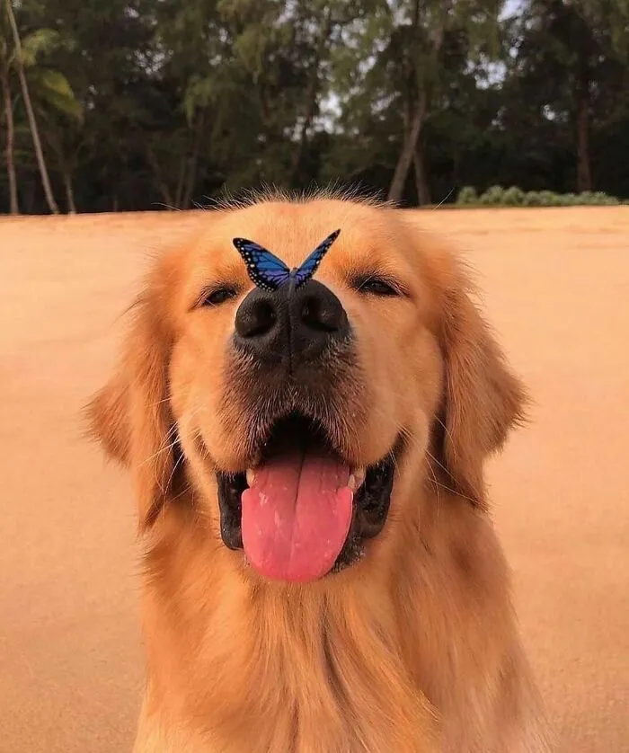 Doggo With The Butterfly On His Nose