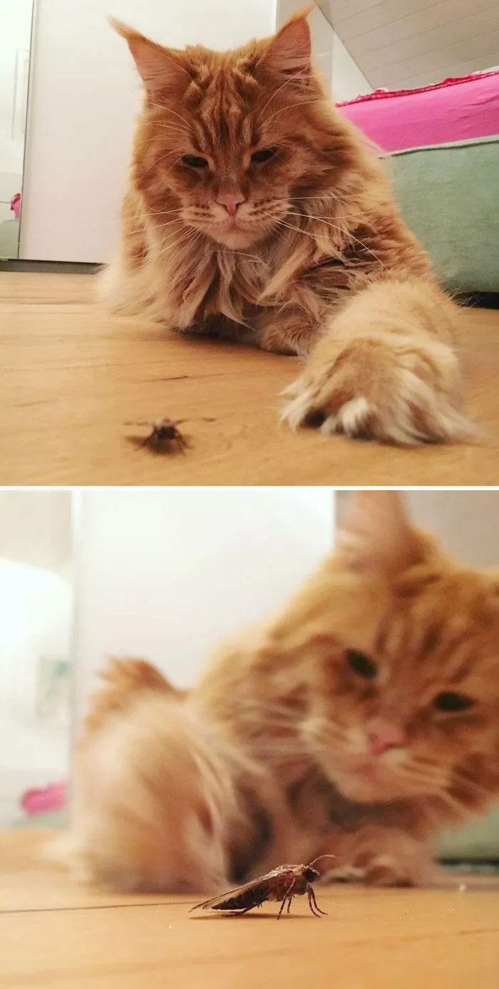 Cat trying to catch a butterfly