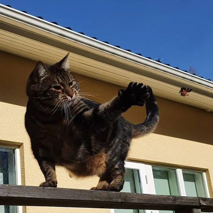 A cat chasing a butterfly