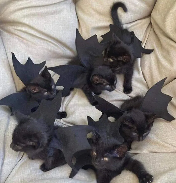 Spoopy