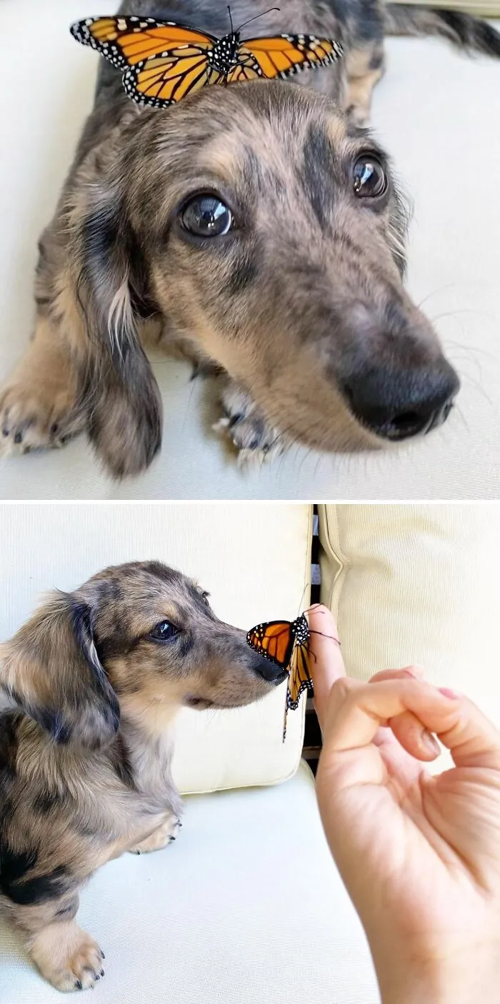 Bungie’s First Time Encounter Monarch Butterfly. So Gentle And Sweet
