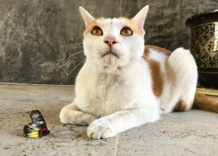 Cat sitting next to butterfly on the ground