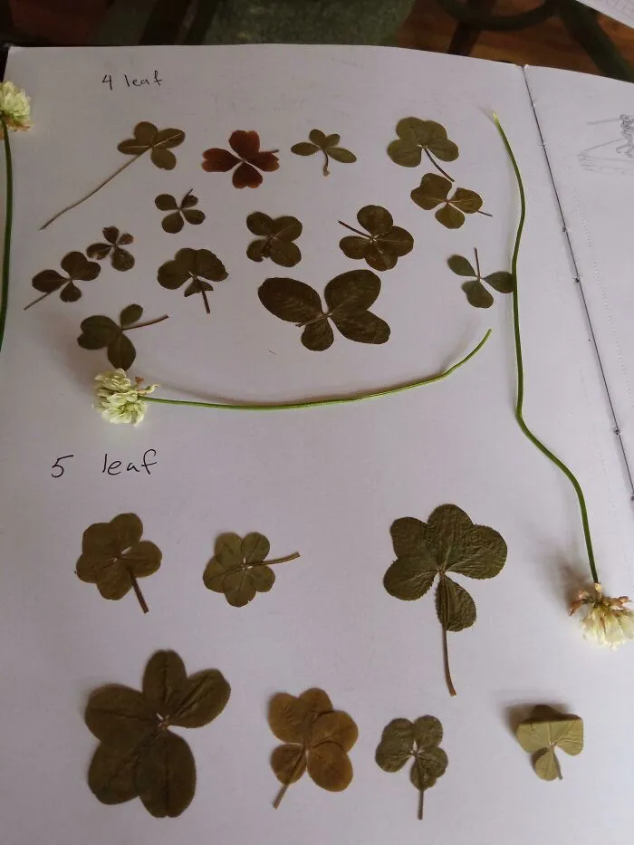 Todos los tréboles de 4 y 5 hojas que encontré en mi jardín durante la cuarentena