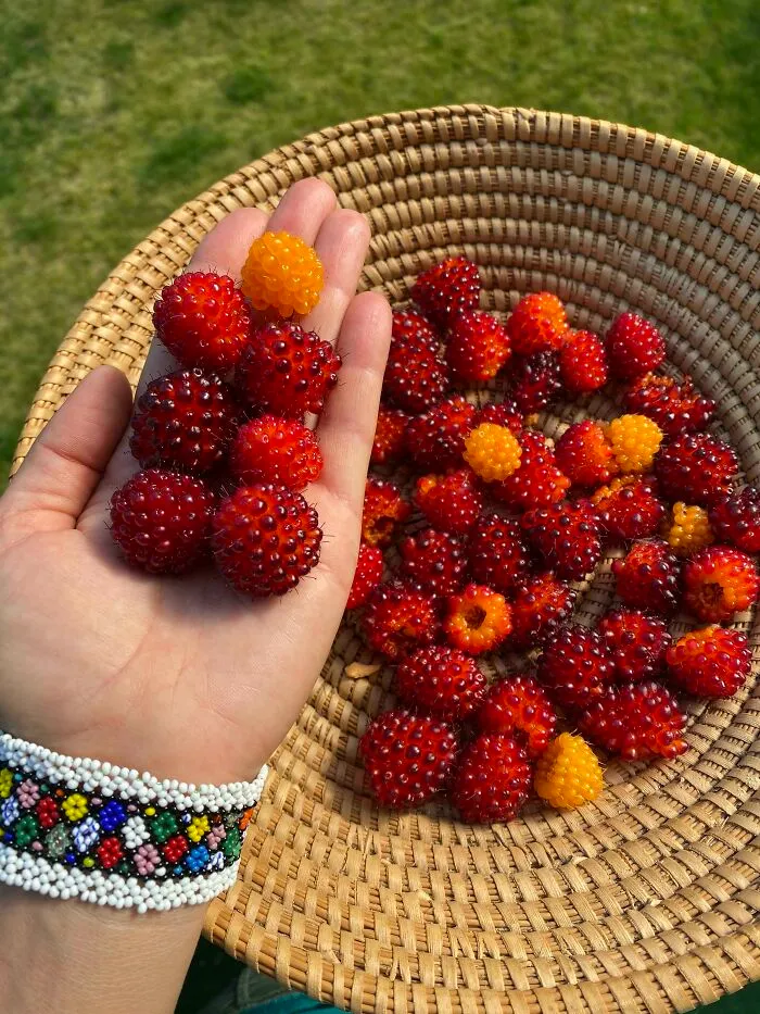 Salmonberry Season Is Crazy This Year!!! Yum!! I’ve Never Seen Them This Big And Tasty Before