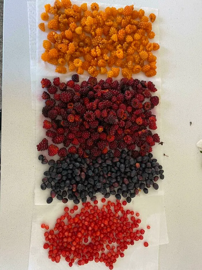 Found Salmon Berries, Wine Berries, Osoberries, And Red Huckle Berries All Within A 5 Minute Walk Of My Front Door!