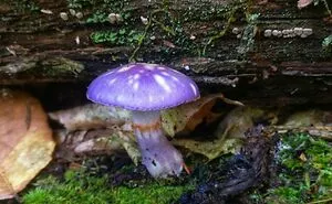 50 Times People Found Something Amazing While Foraging And Just Had To Share In This Dedicated Online Group