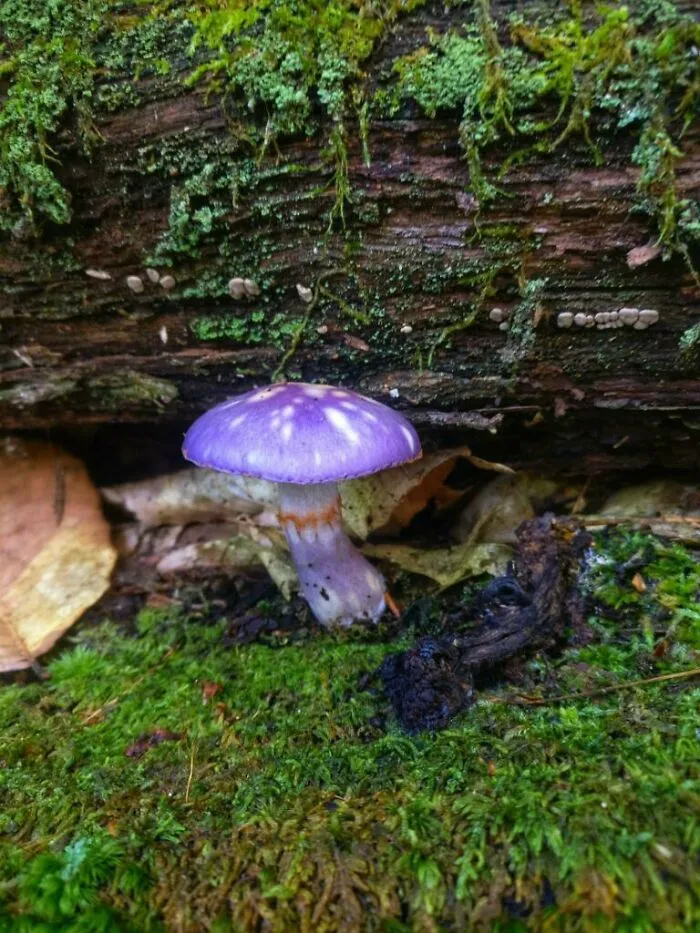 Friends Dad Found This
