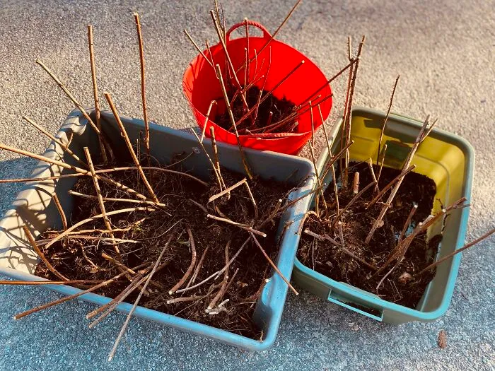 My Favorite Wild Raspberry Site Is Being Bulldozed To Build Some Houses 😭 So, I Rescued As Many Plants As I Could! ...does It Still Count As Foraging If I Transplant Foraged Plants In My Yard?