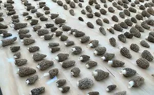 50 Times People Found Something Amazing While Foraging And Just Had To Share In This Dedicated Online Group