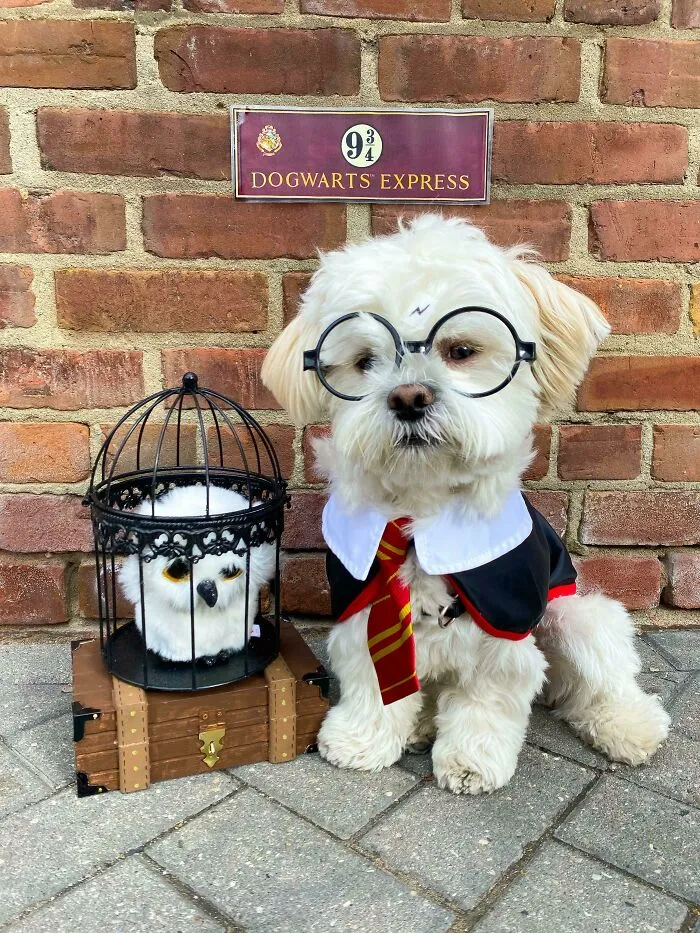 Happy Halloween From The Puppy Who Lived