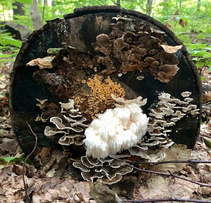 Hoy, en el bosque, encontré un lindo y pequeño grupo