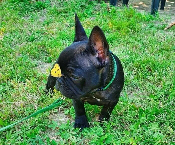 Dog with a butterfly on his nose