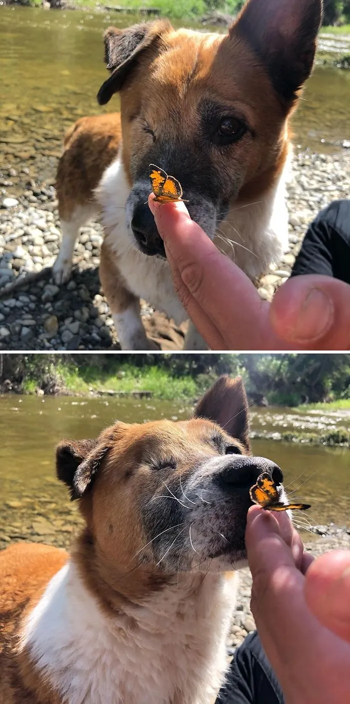 Dog playing with a butterfly