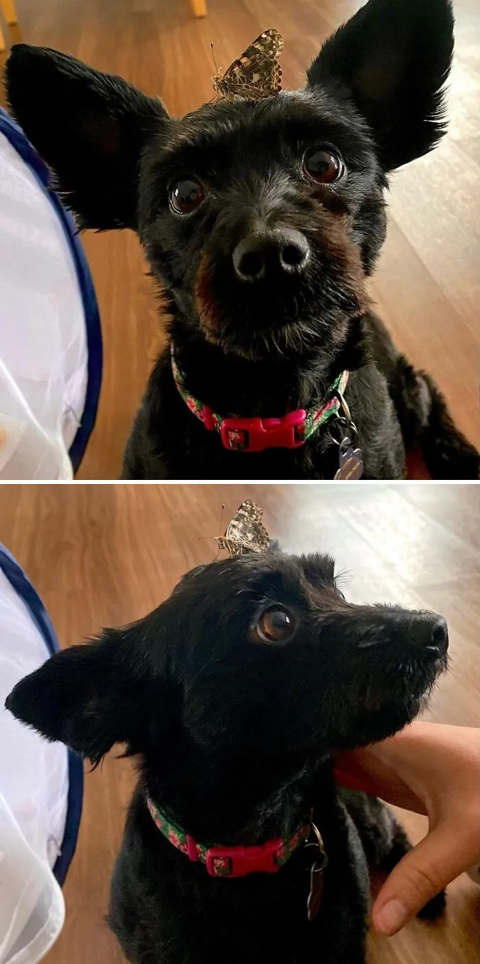 Dog with a butterfly on his head