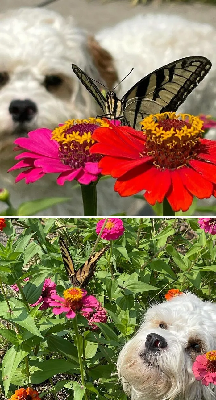 Dog looking at a butterfly