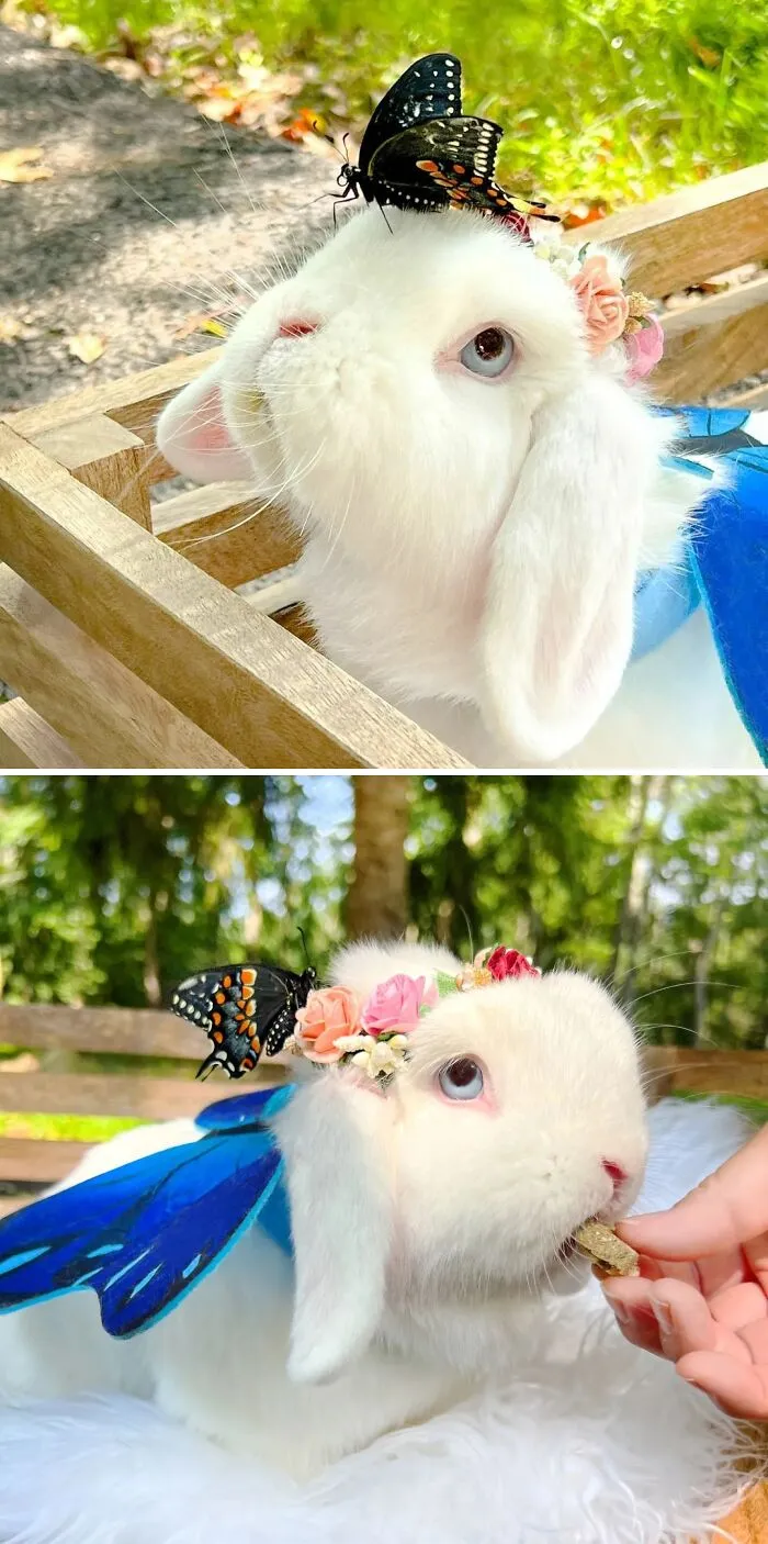 Bunny with a butterfly on his head