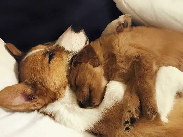 If I Knew A Friend Would Make Him This Happy, I Would’ve Bought The Entire Litter